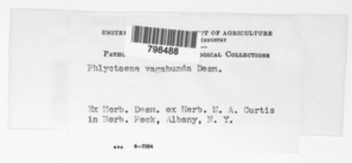 Neofabraea vagabunda image